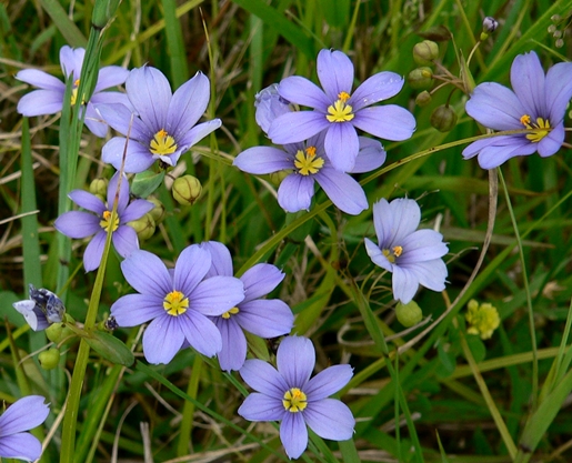 {Sisyrinchium mucronatum}